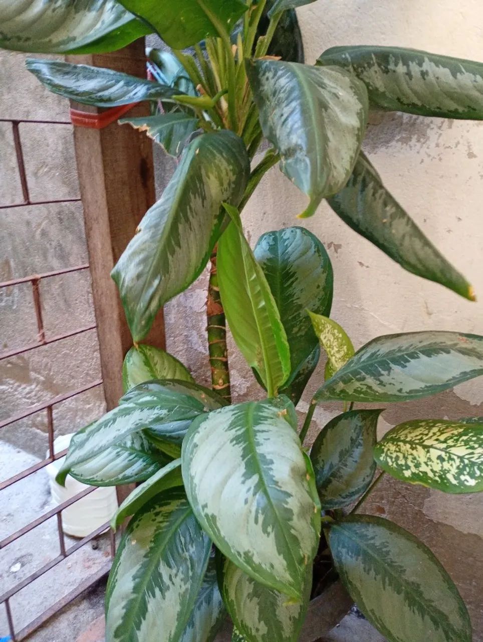 Vendo Planta Comigo ninguém pode  - Foto 2