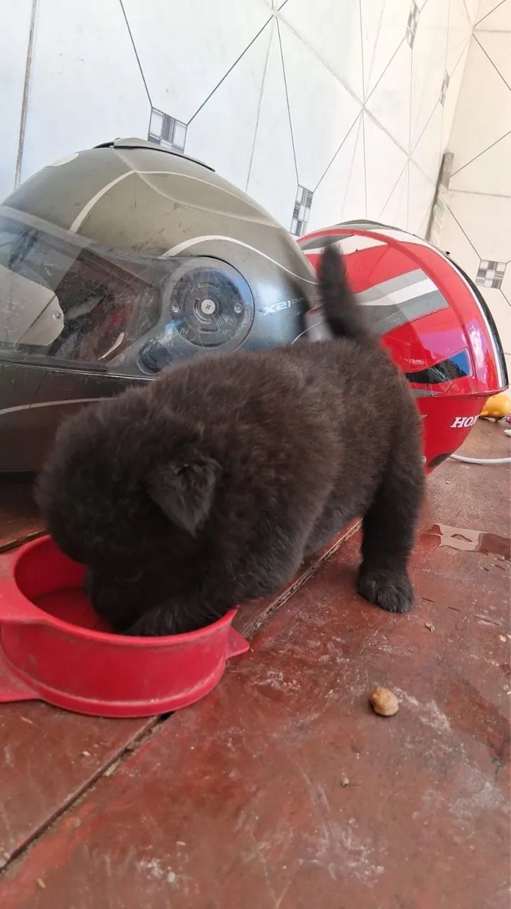 Chow chow - Foto 5