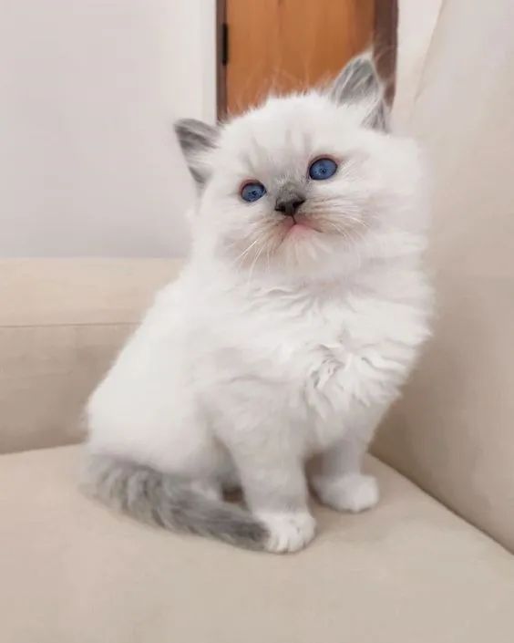 Ragdoll - Foto 2