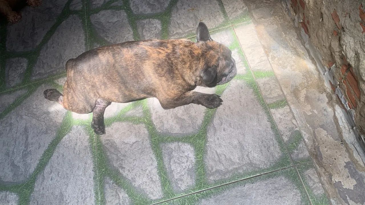 Buldogue francês original 