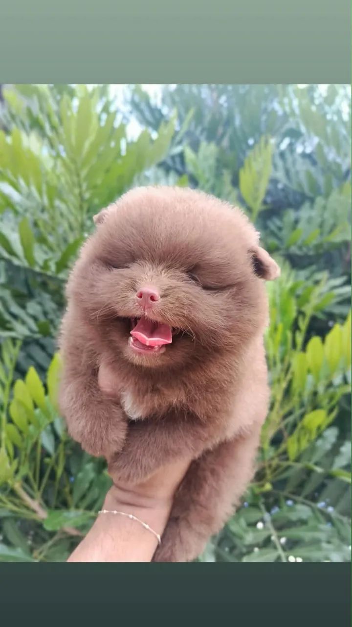Ursinho Spitz alemão