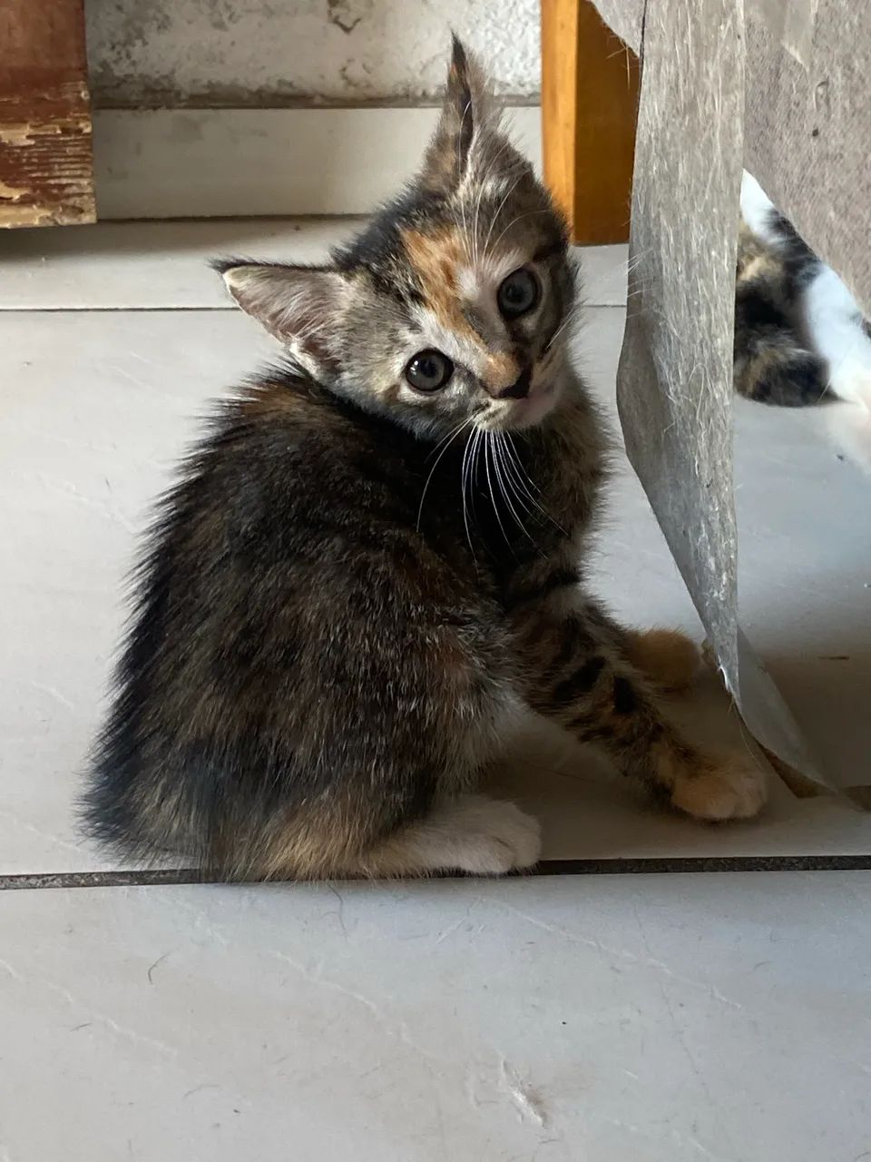 Gatinhos adoção responsável  - Foto 3