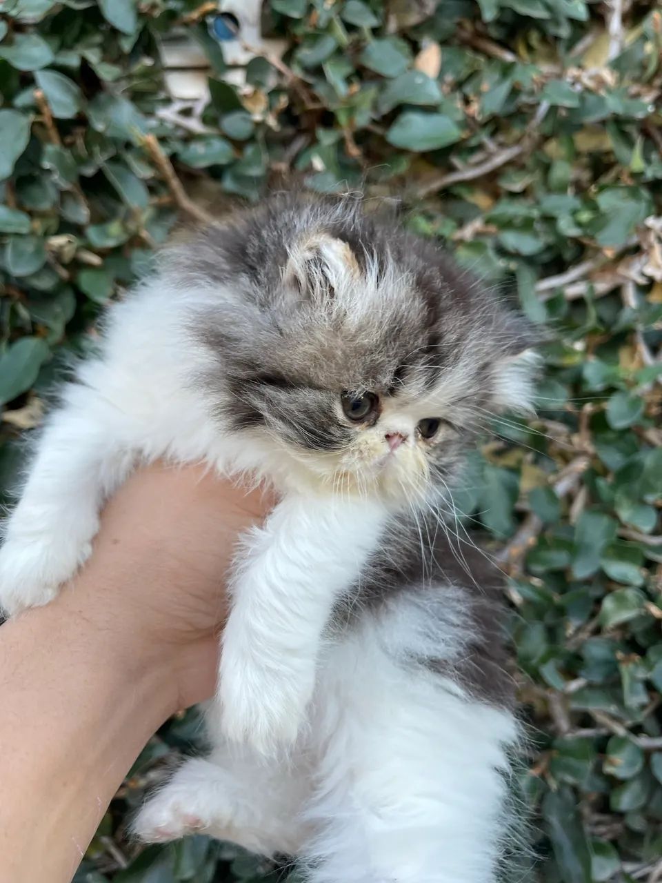 Gato Persa brown mackerel tabby &white