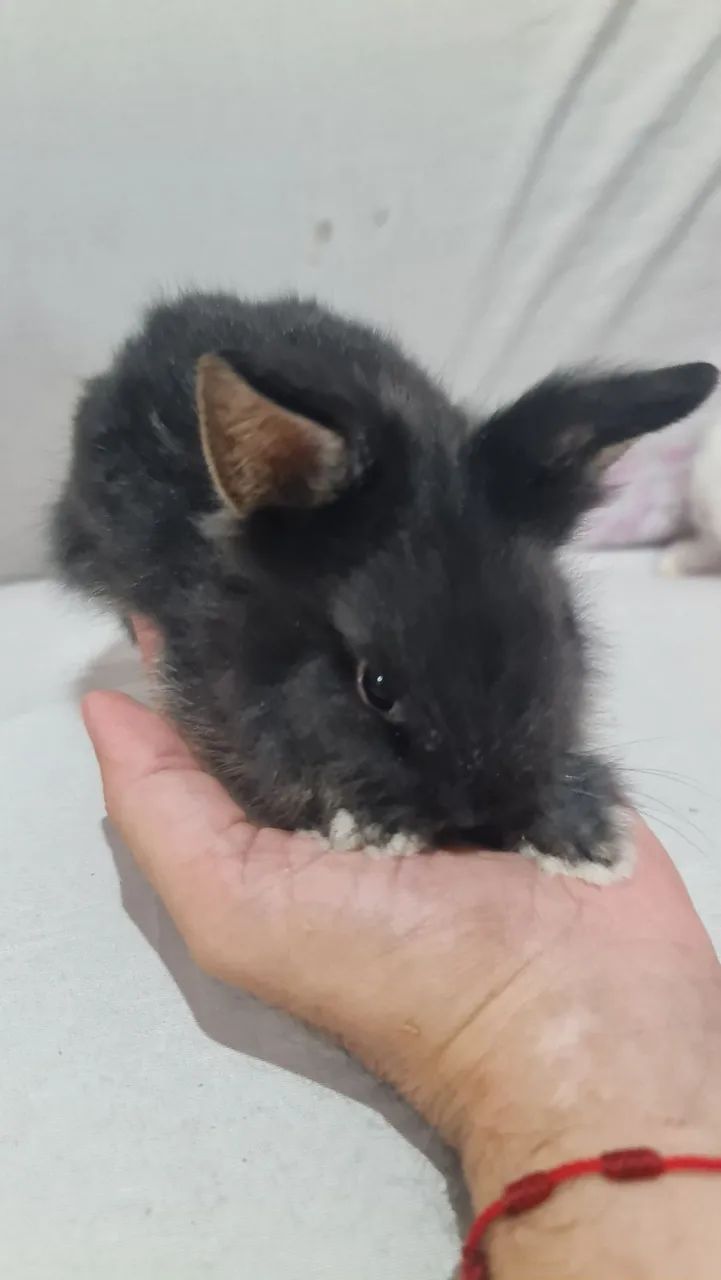 Mini lion  - Foto 4
