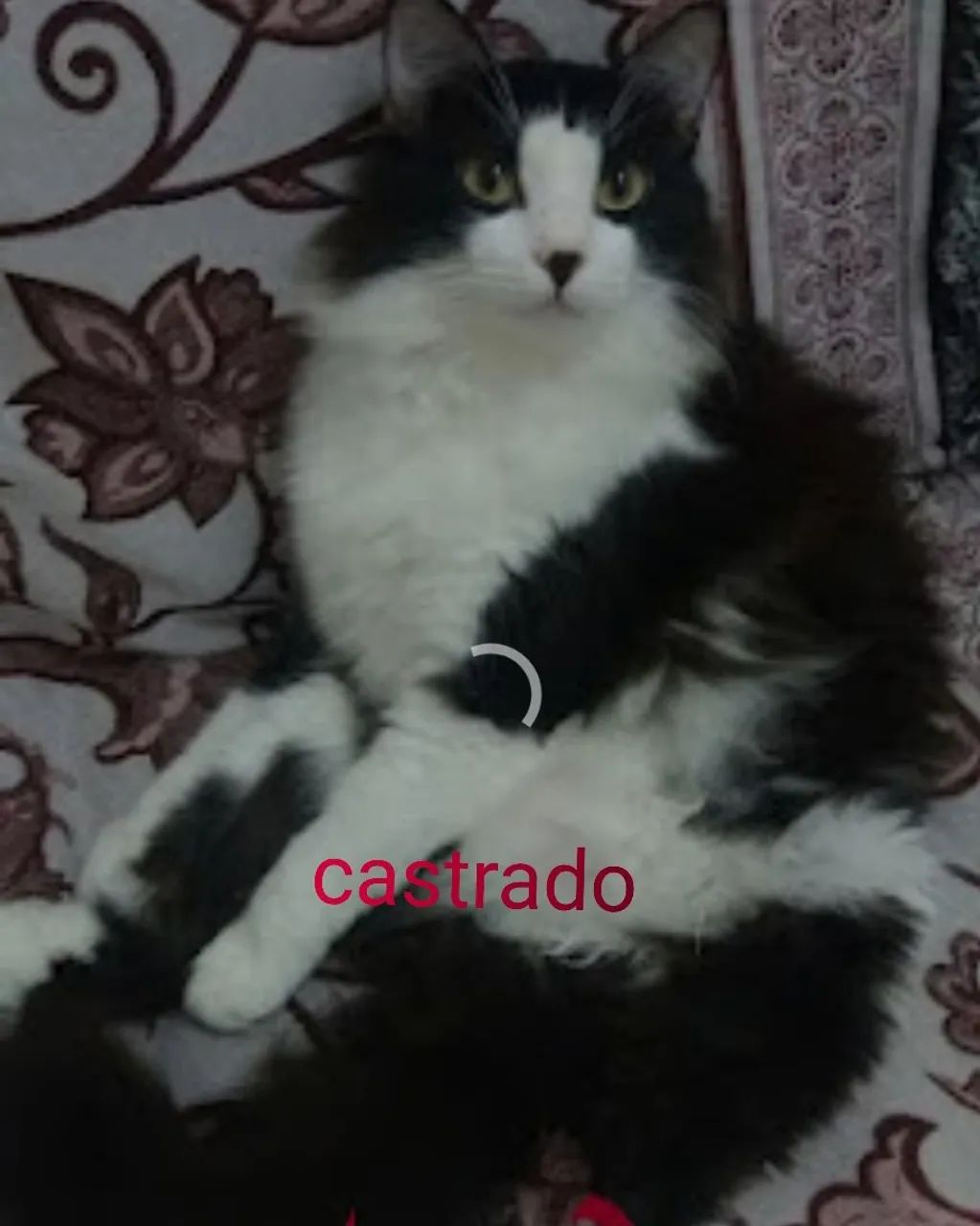 Gatos  castrado  - Foto 2