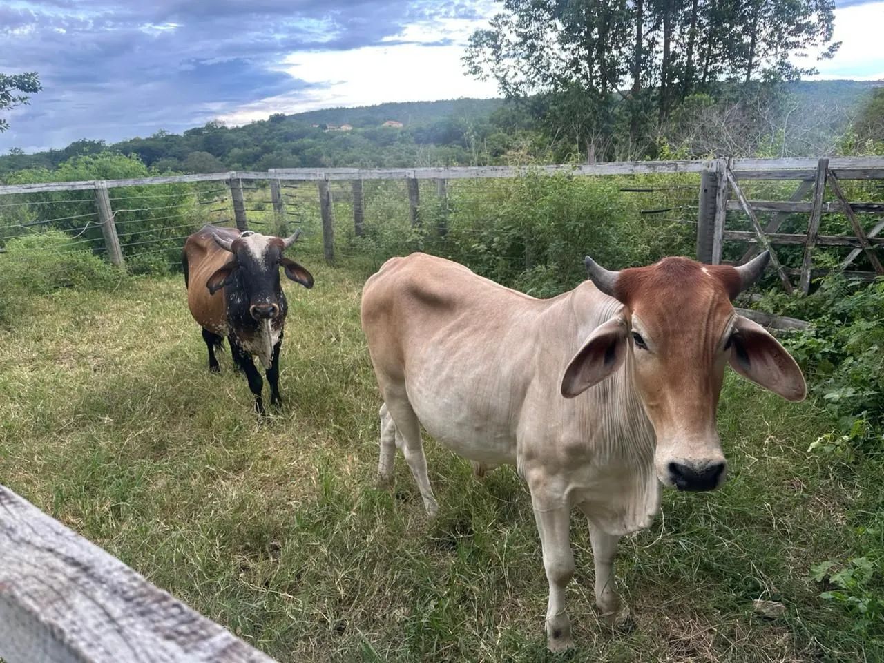 Lote de Gado ( vacas) - Foto 2