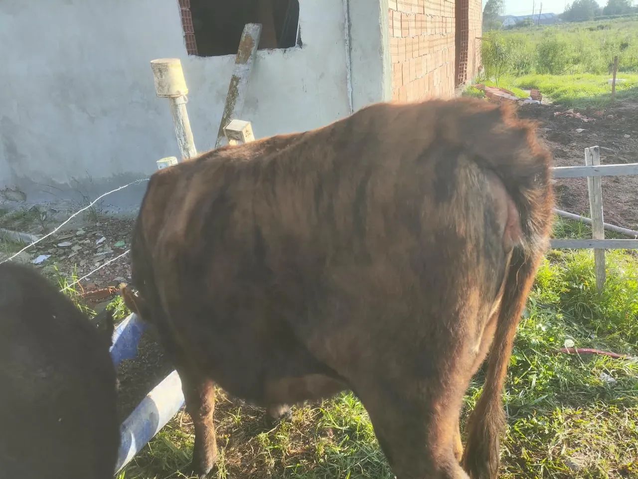 Vaca - Foto 2