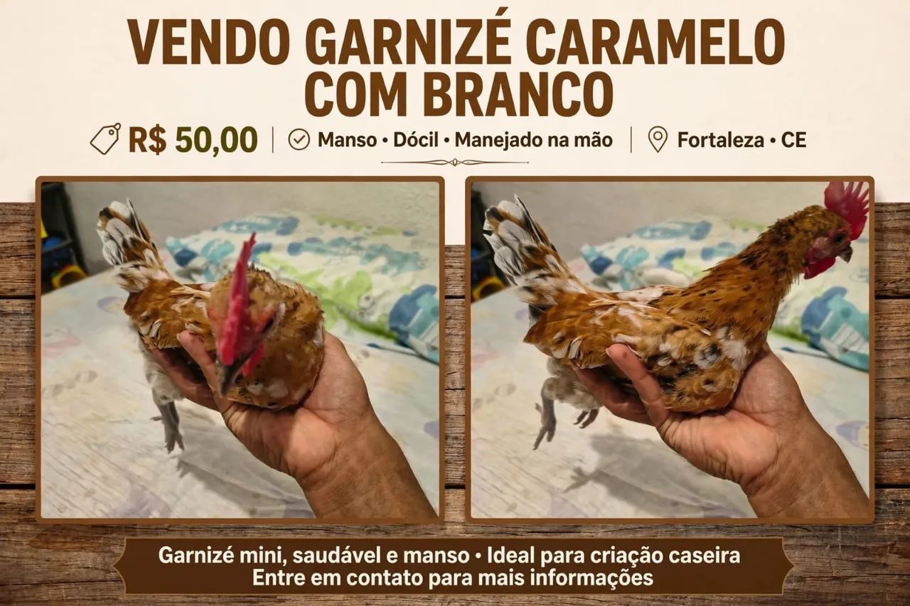 Galos garnisés 