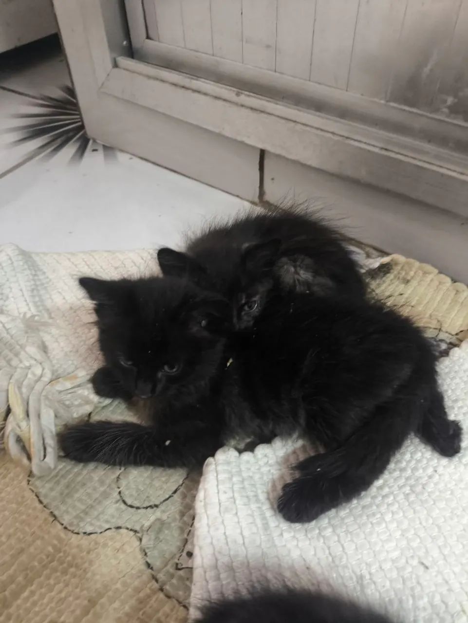 Doação de gatinhos - Foto 2