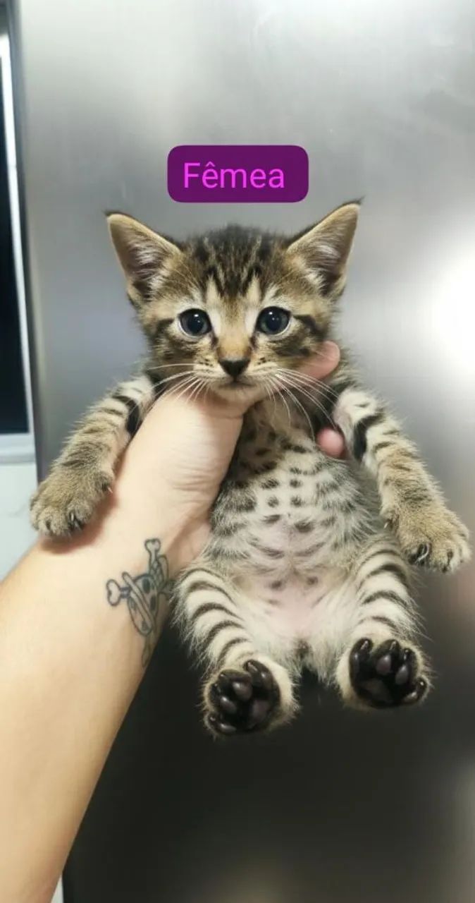 Gatos doação 