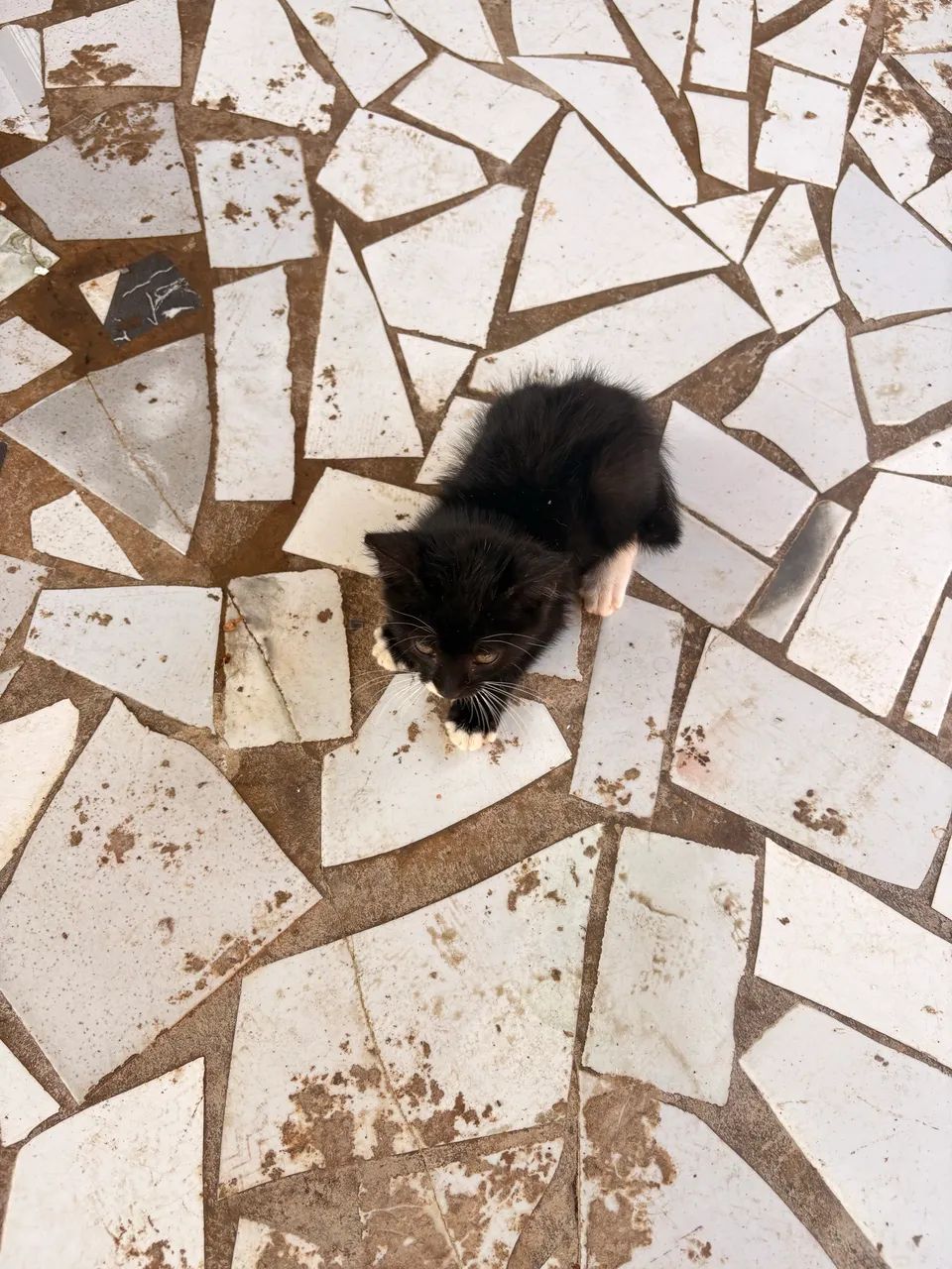 Gatinhas para adoção  - Foto 4