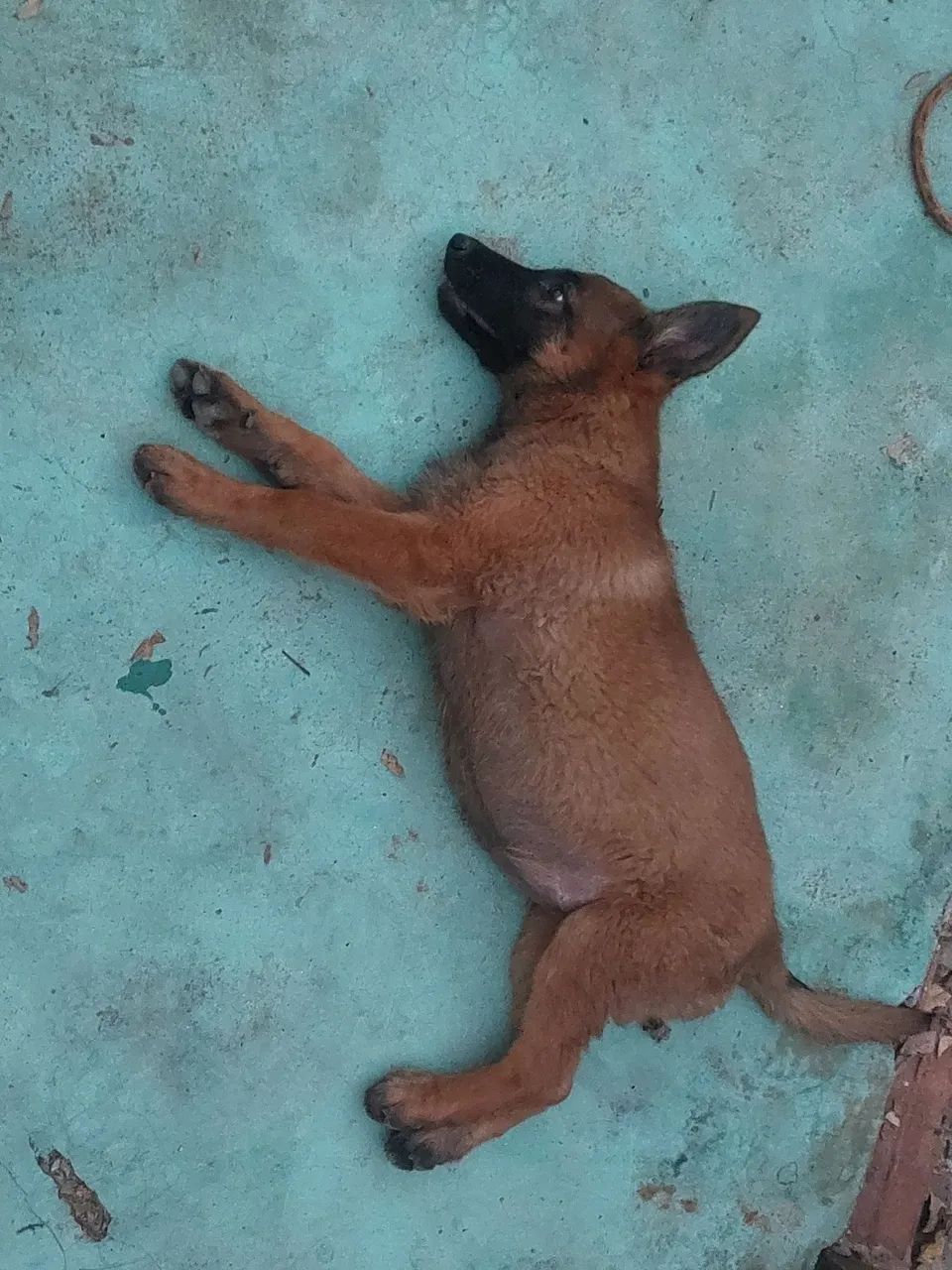 Pastor Belga de Malinois  - Foto 2