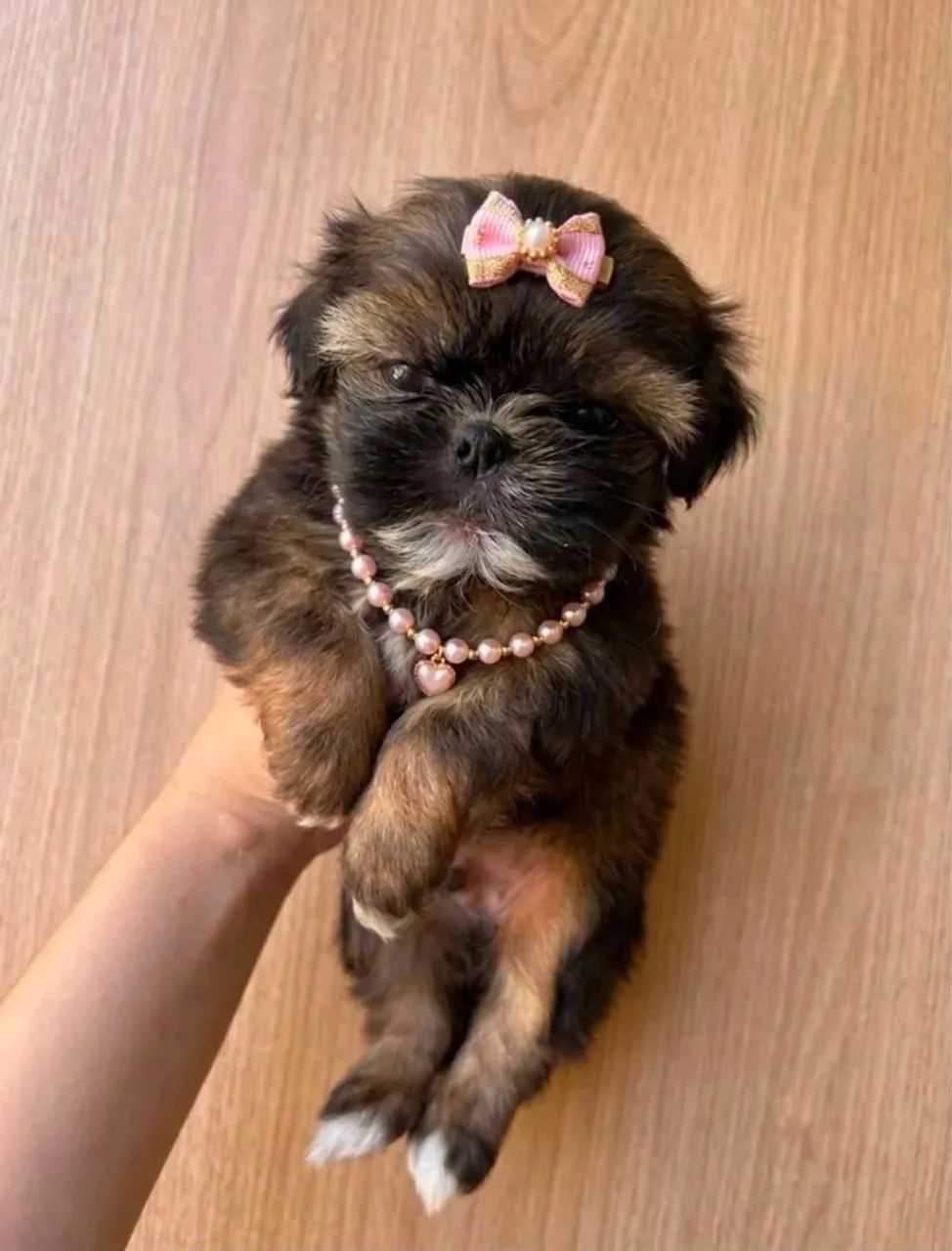 Shihtzu fêmea micro 