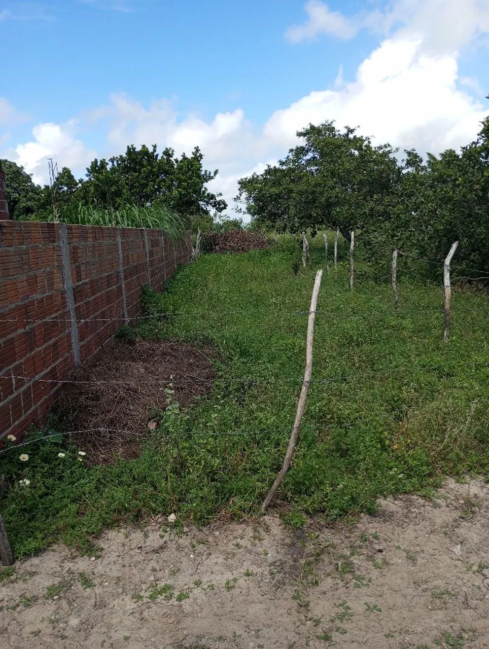 Foto - Macaíba - Cana Brava