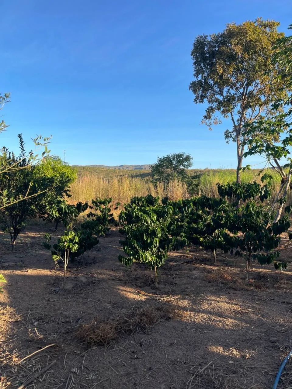 Sítio 30 Hectares Formado - Casa Ampla, Curral, Tanques de Peixe e Ótimo Acesso - Foto 10