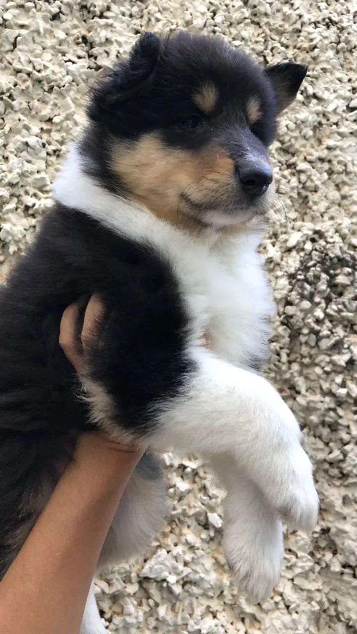 Rough collie  - Foto 5
