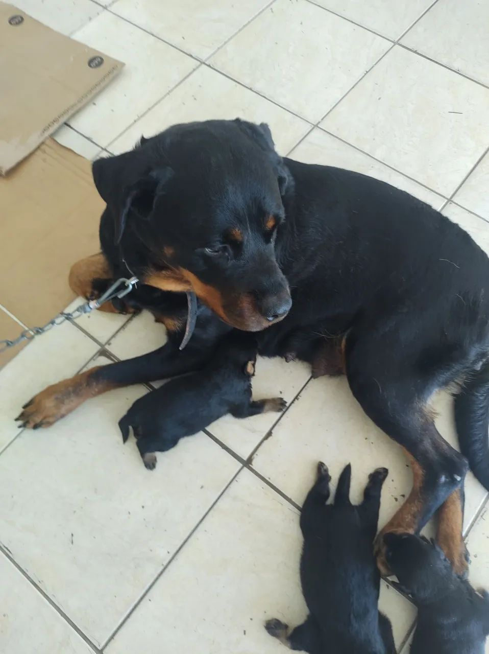 Rottweilers Alemães  - Foto 2