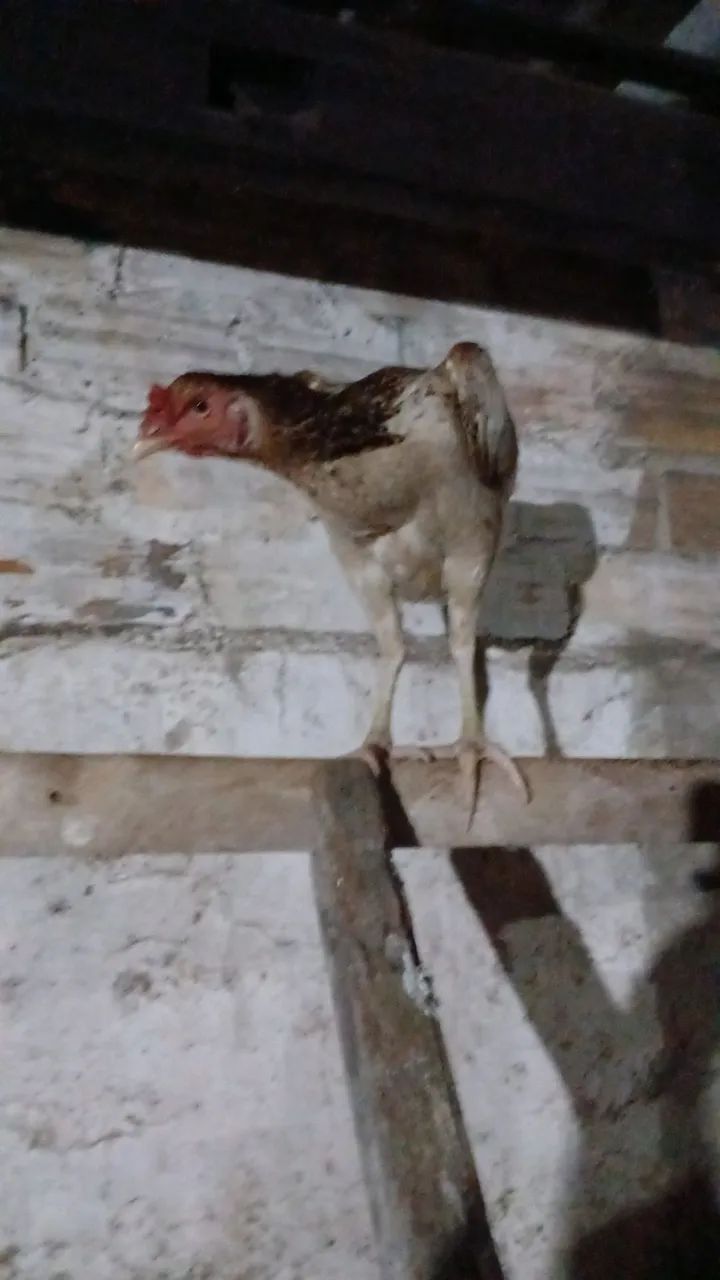 Vendo criação galos e galinhas indio gigante . - Foto 6