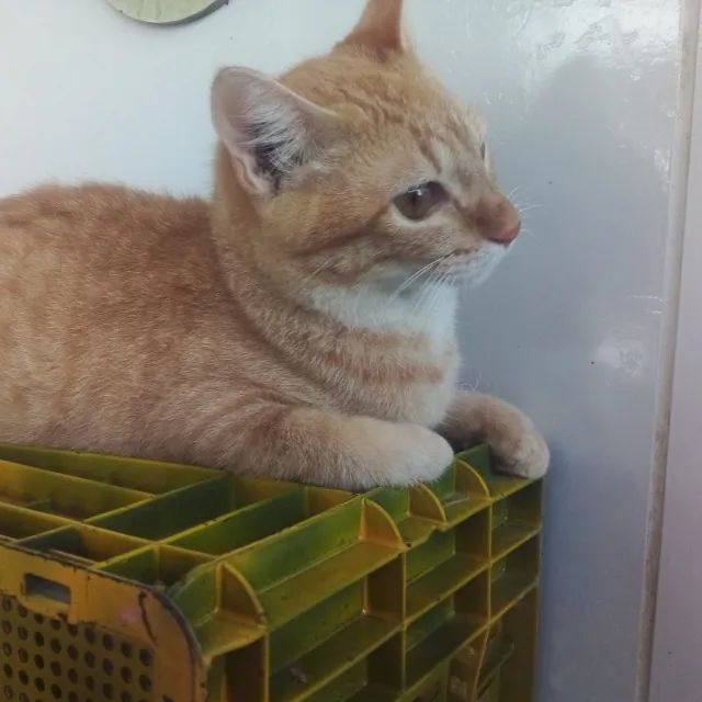 Adoção responsável - Salsicha - Foto 4