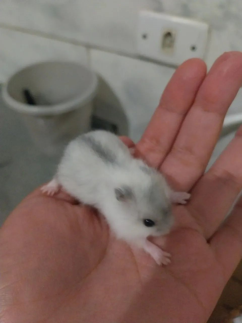 Hamster anao russo - Foto 3