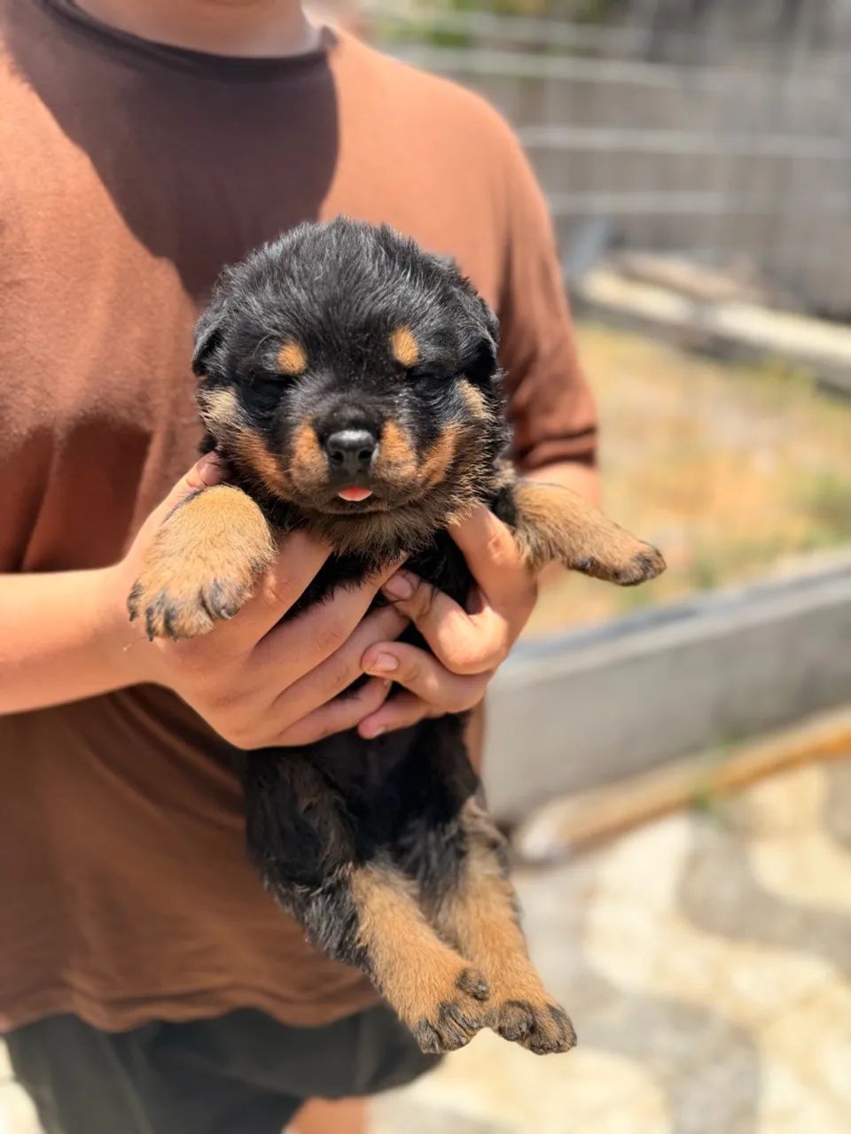 Filhotes de Rottweilers  - Foto 2