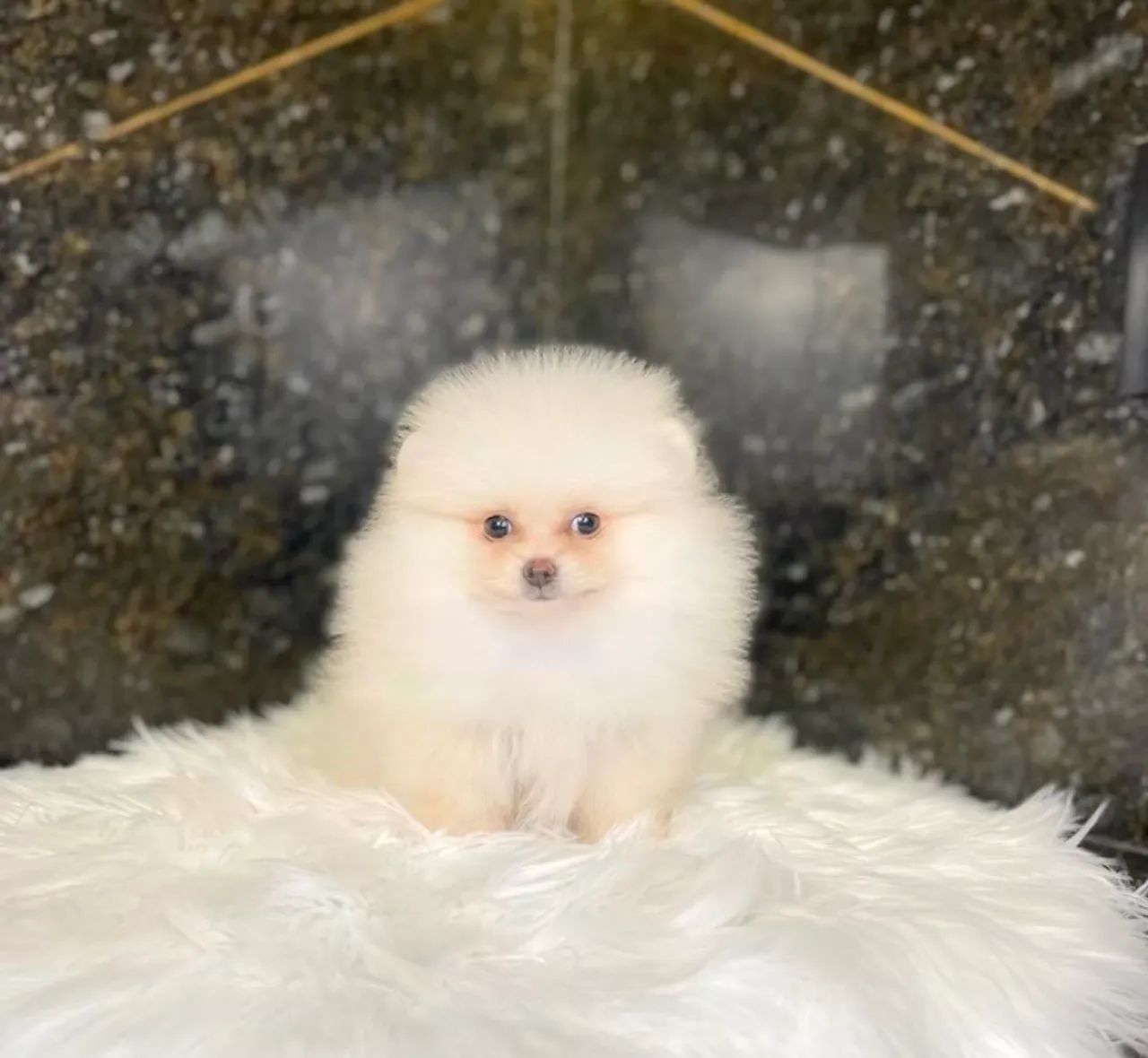 Spitz Alemão 