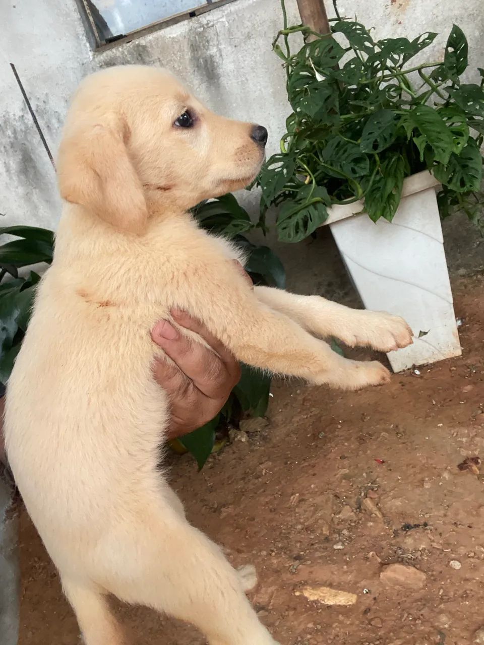 Filhotes de labrador  - Foto 5