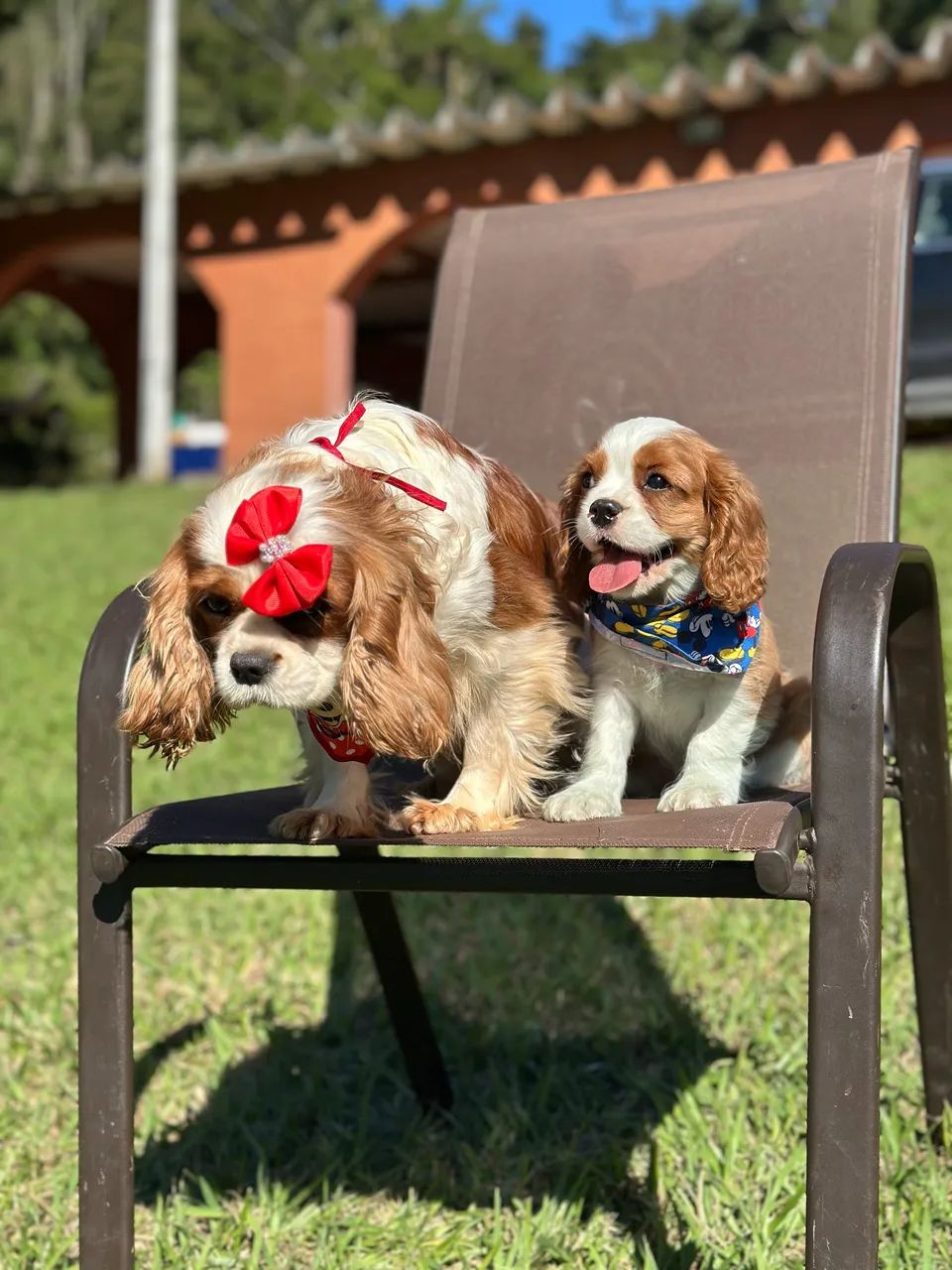 Cavalier king charles espantei