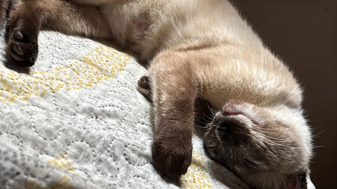 Gata adoção  - Foto 2