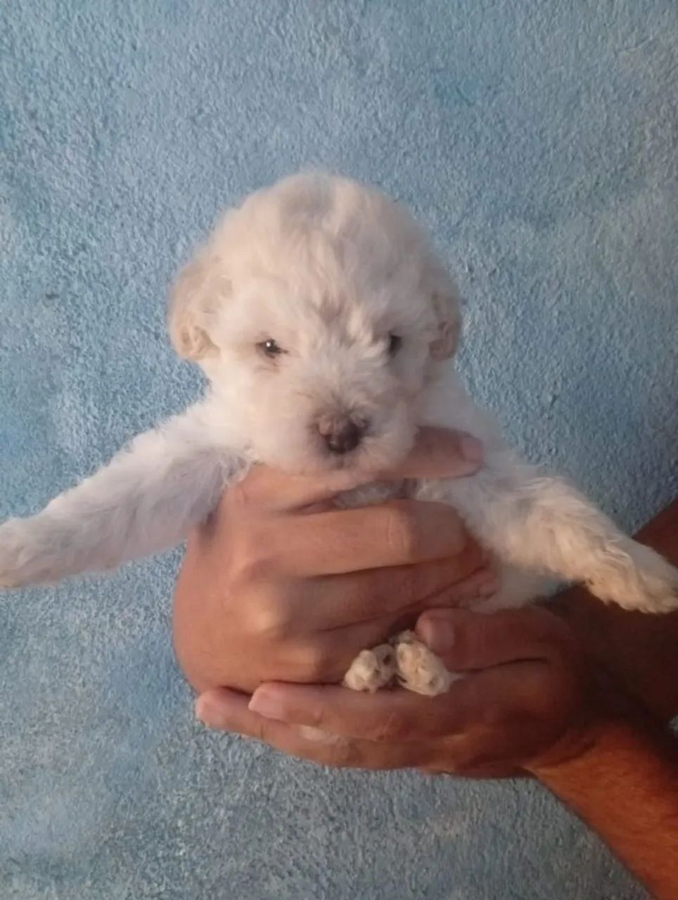Poodle toy original  - Foto 2