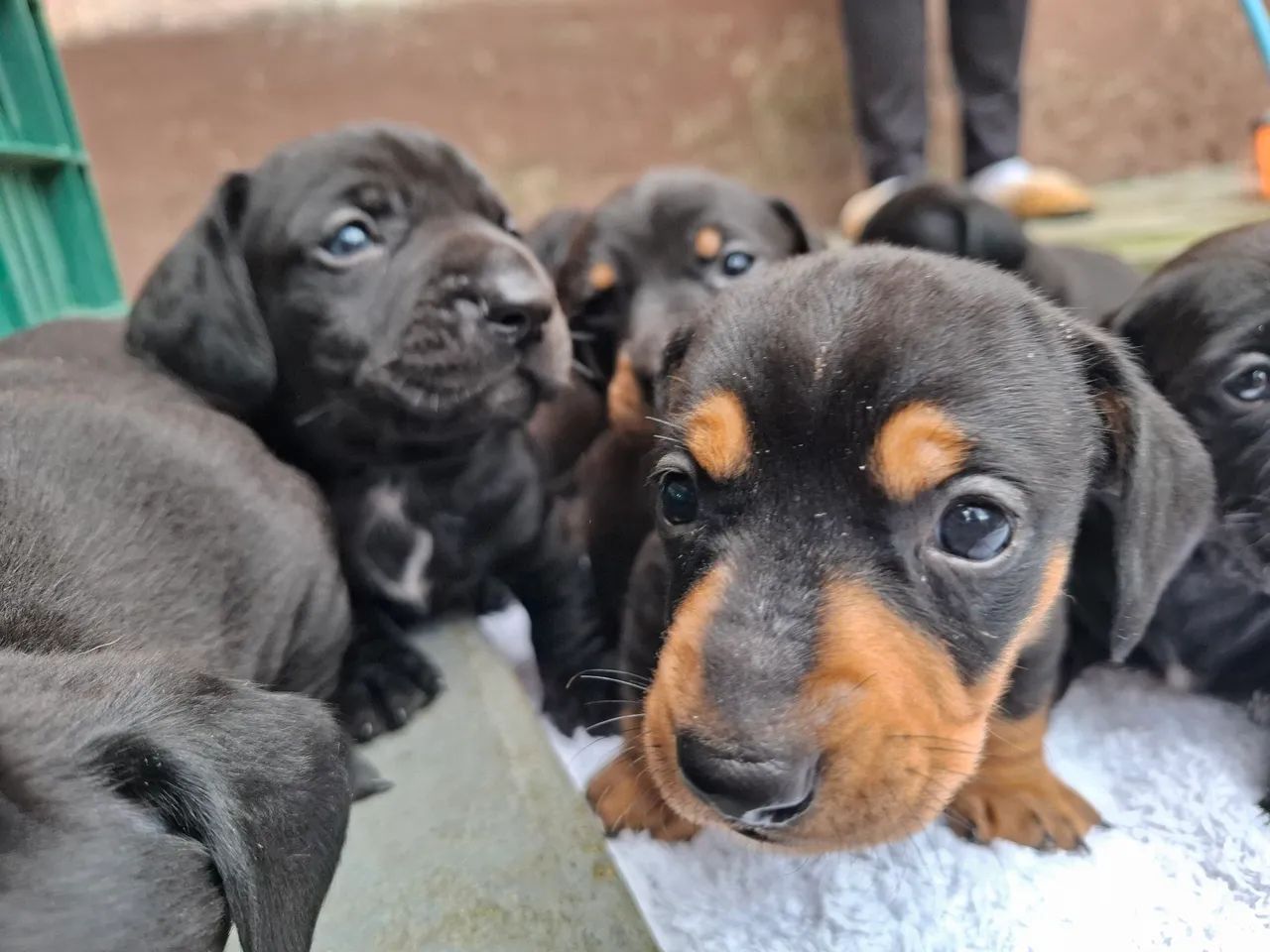 Filhotes de Dachshund "salsicha" Cofap teckel puro  - Foto 2