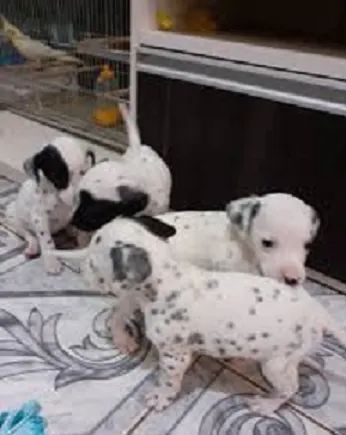 labrador x dalmata 