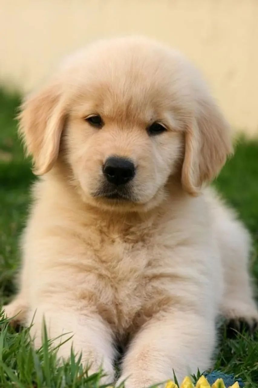Golden Retriver 