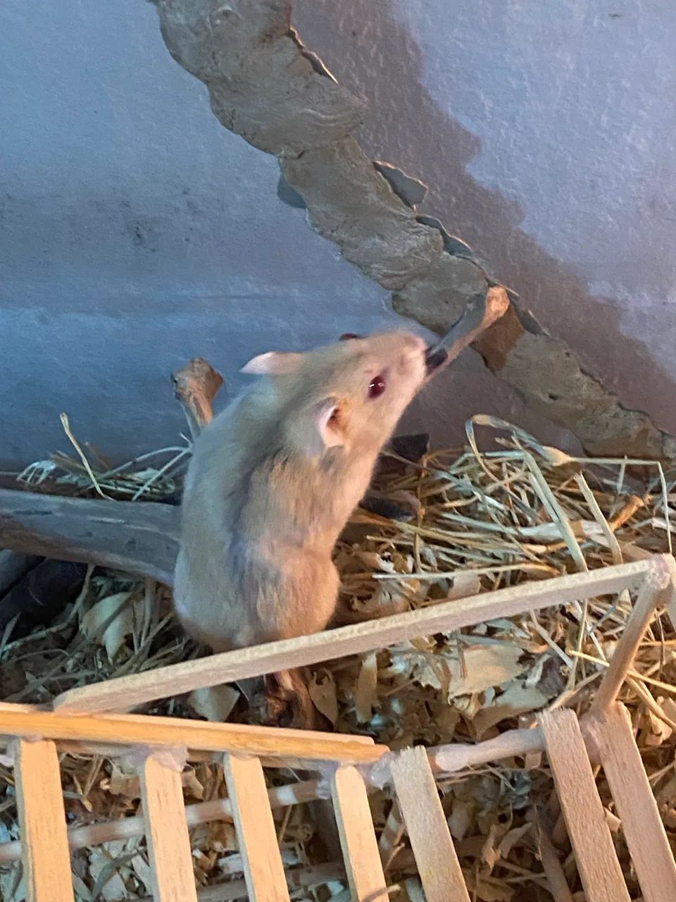 Hamsters com aquário  - Foto 6