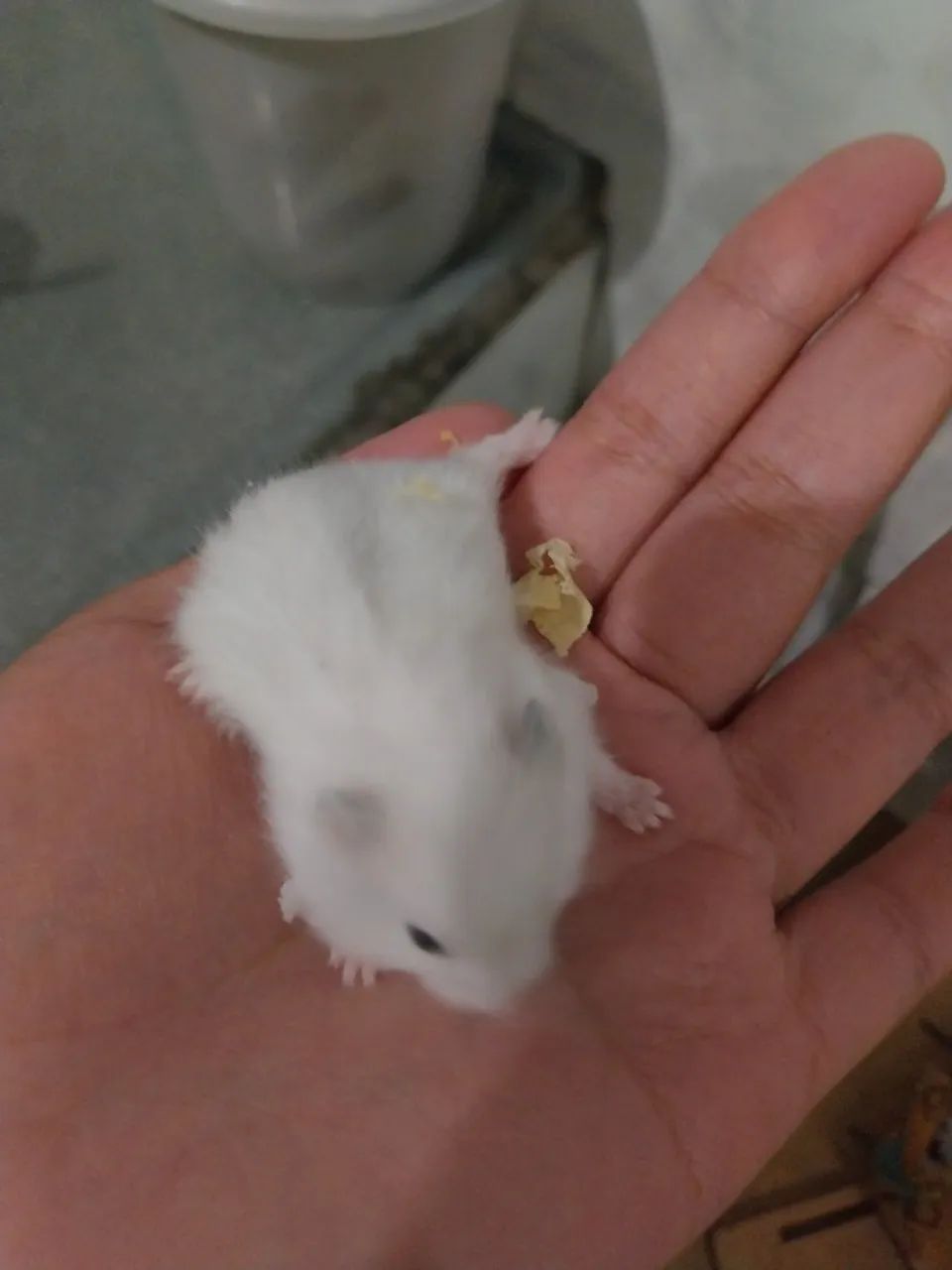 Hamster anao russo - Foto 4