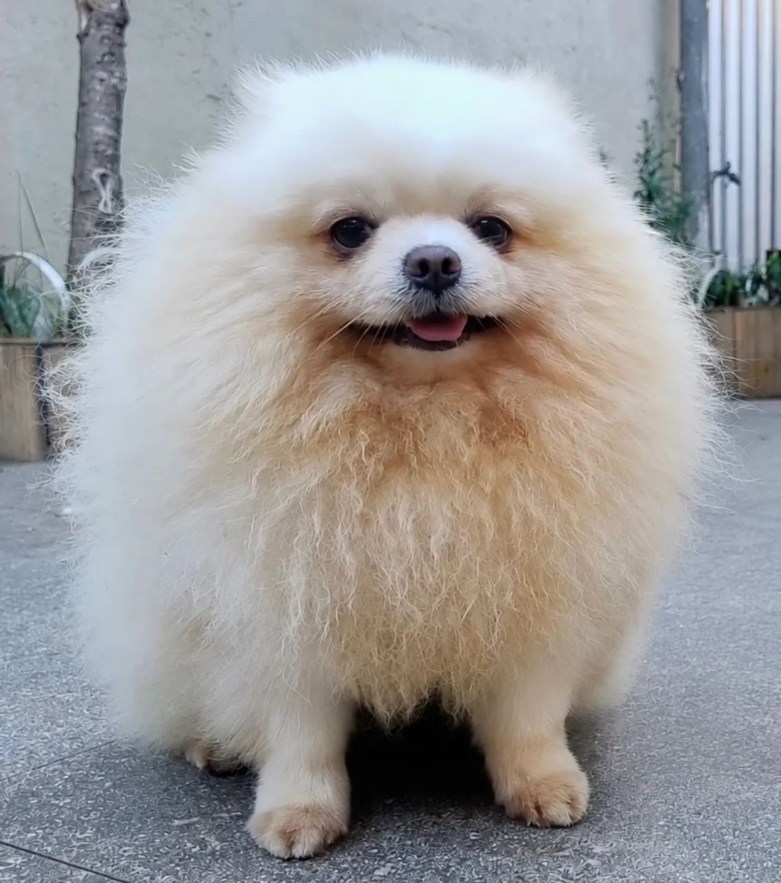 Spitz alemão macho para cruza - Foto 3