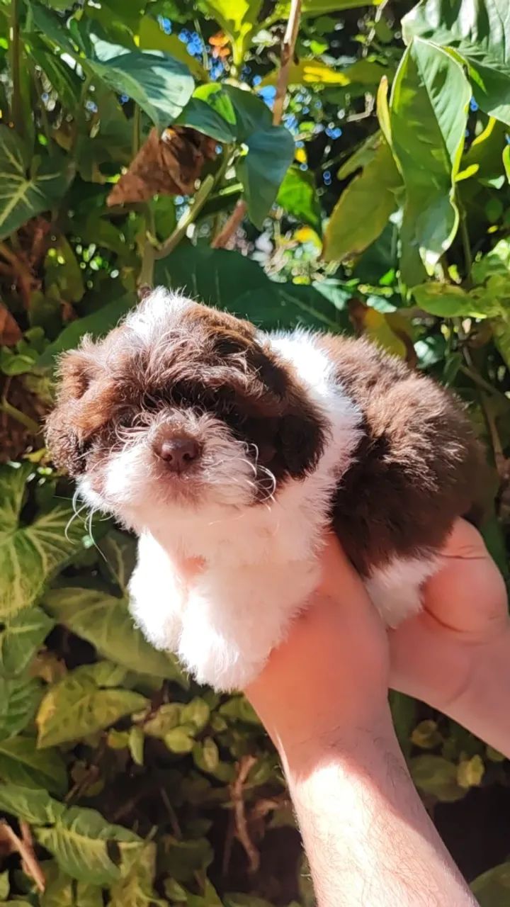 Shih Tzu transformando momentos simples em alegria - Foto 2