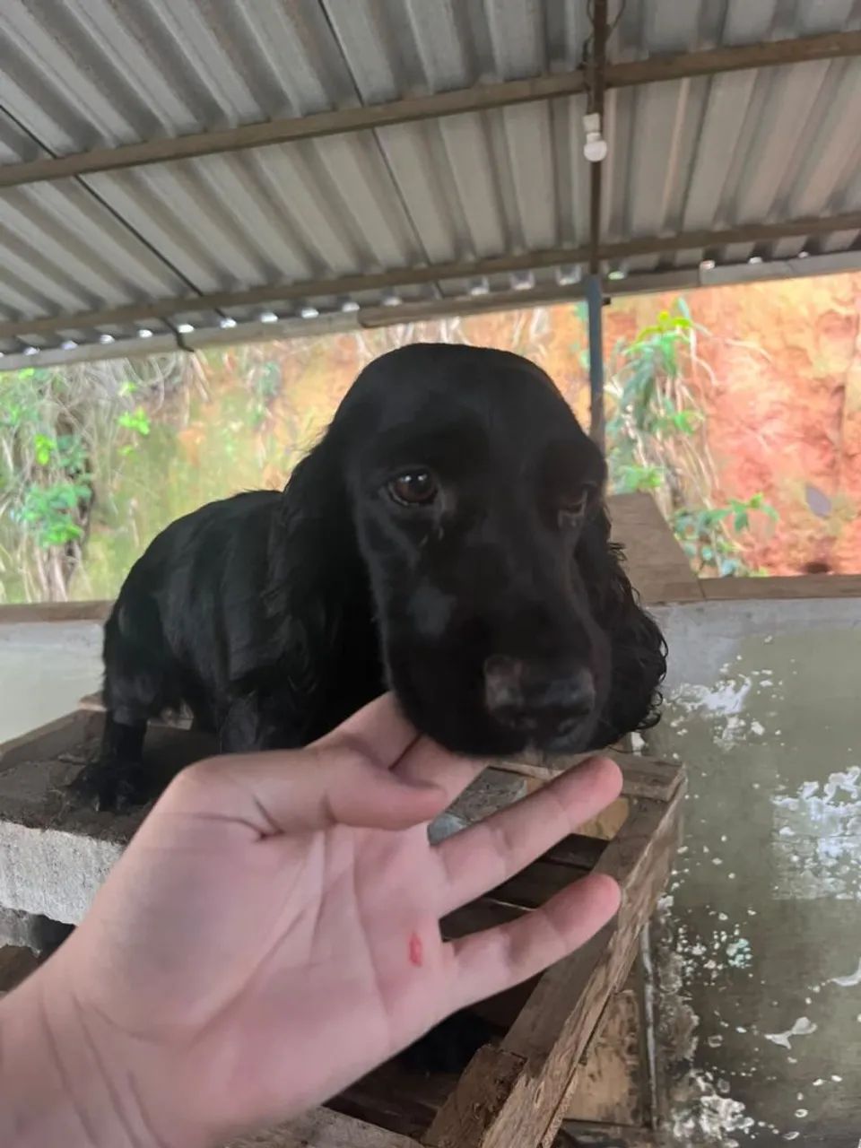Pet - Foto 2