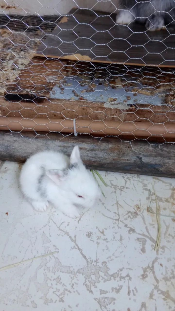 Coelho Mini Loop - Foto 4