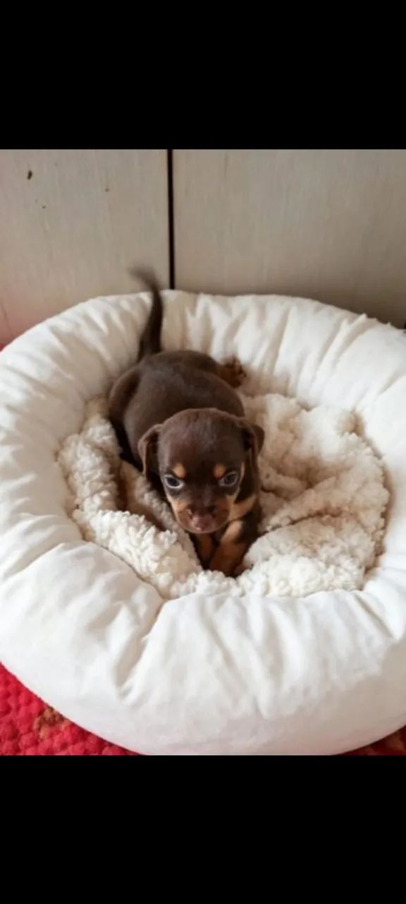 Pinscher machinho chocolate 