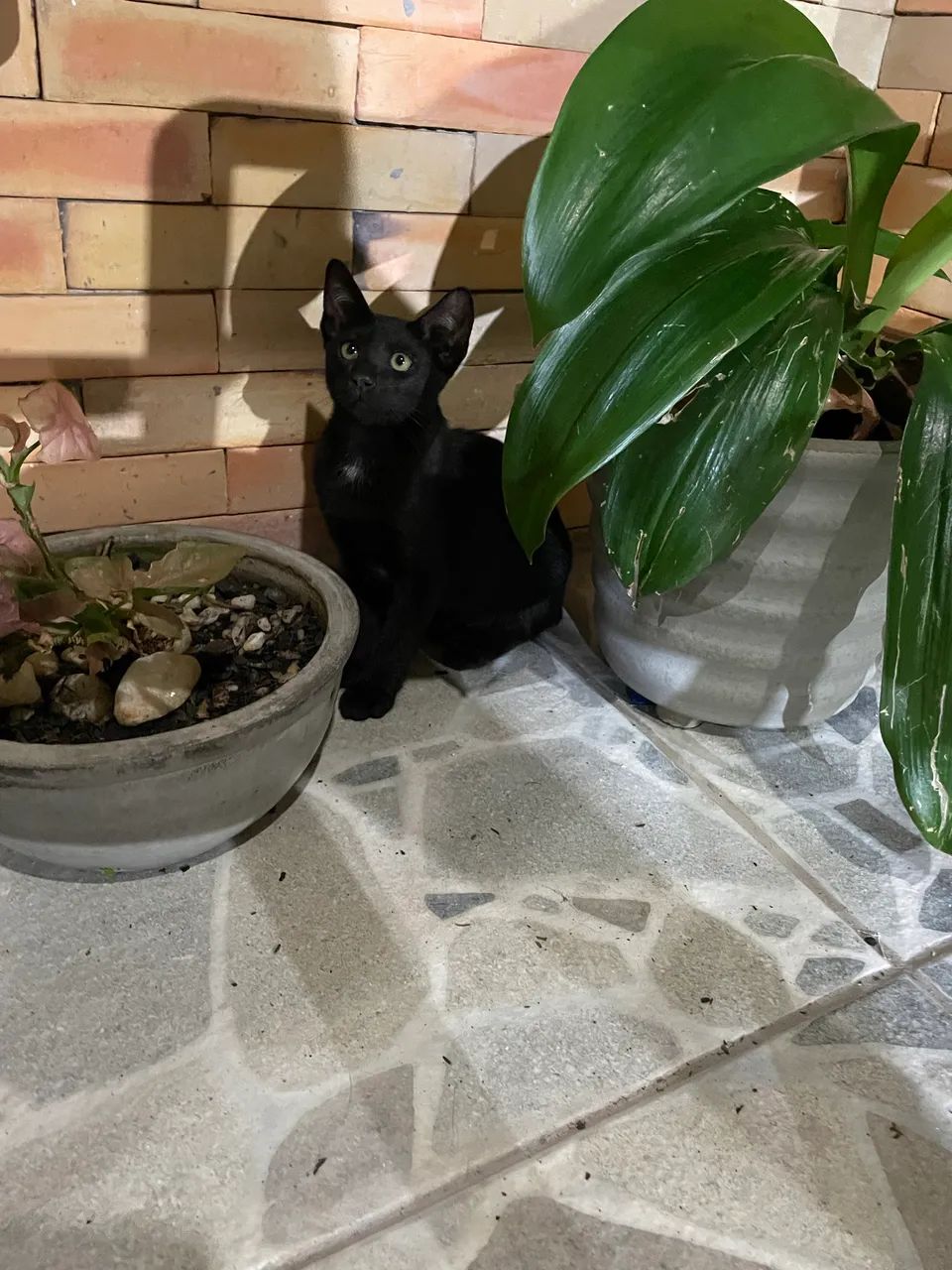 Gatinhos para doação  - Foto 5