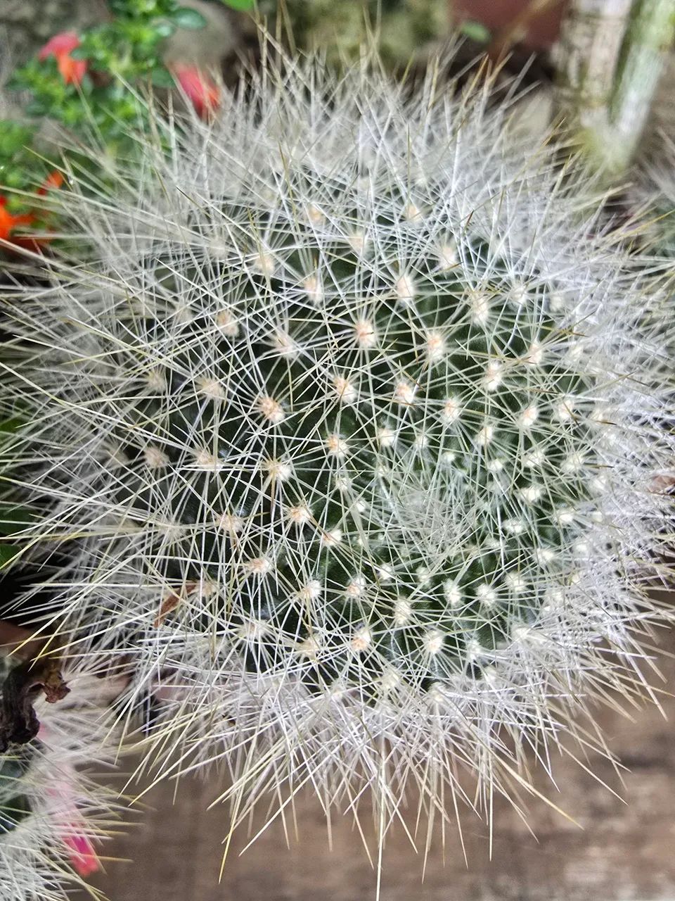 Cactos e suculentas