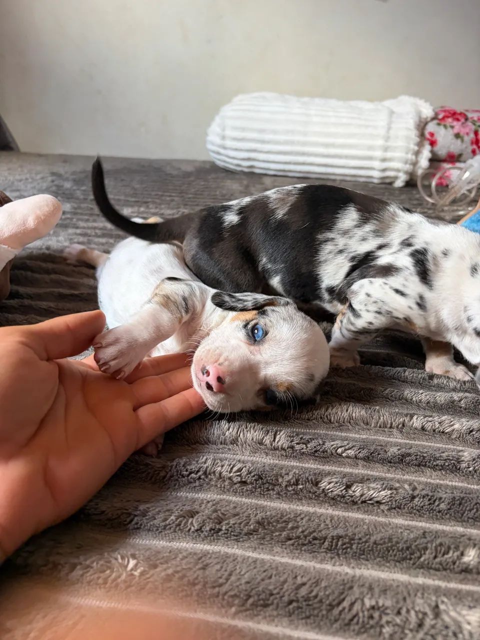 Cachorro - Foto 5