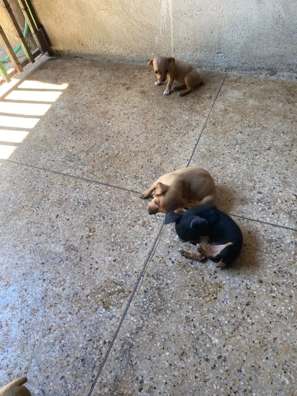 Pinscher - Foto 2