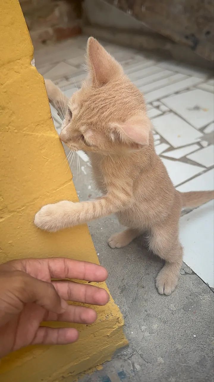 Gatos para adoção!!!  - Foto 5