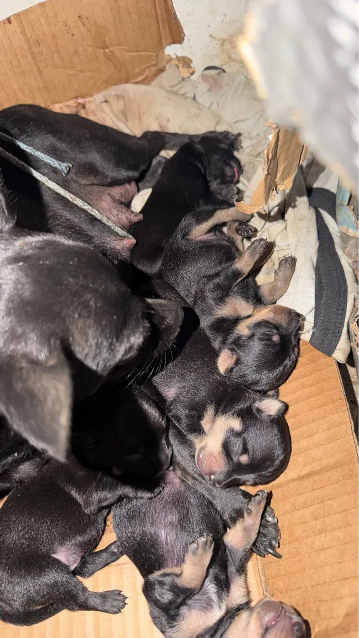 Cachorro Pinscher  - Foto 2