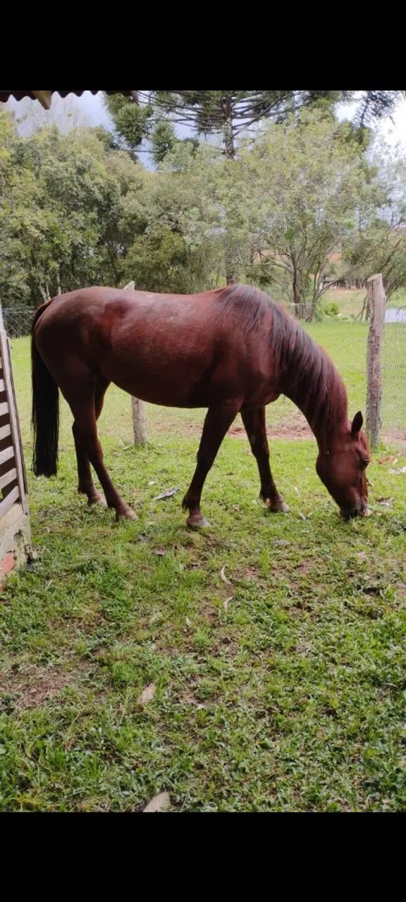 Égua meio sangue QM - Foto 4