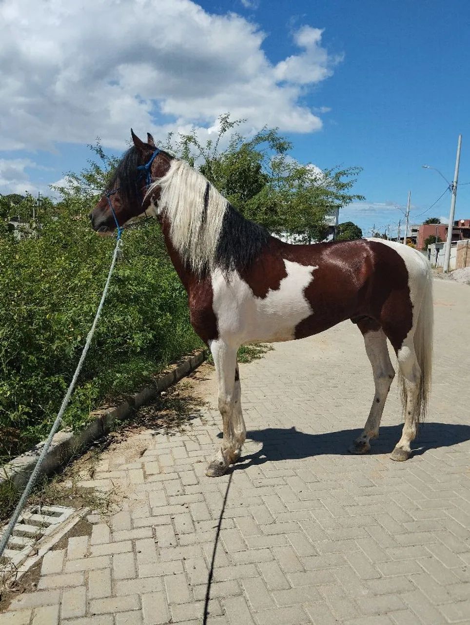 Maga larga machador pampa de castanho  - Foto 3