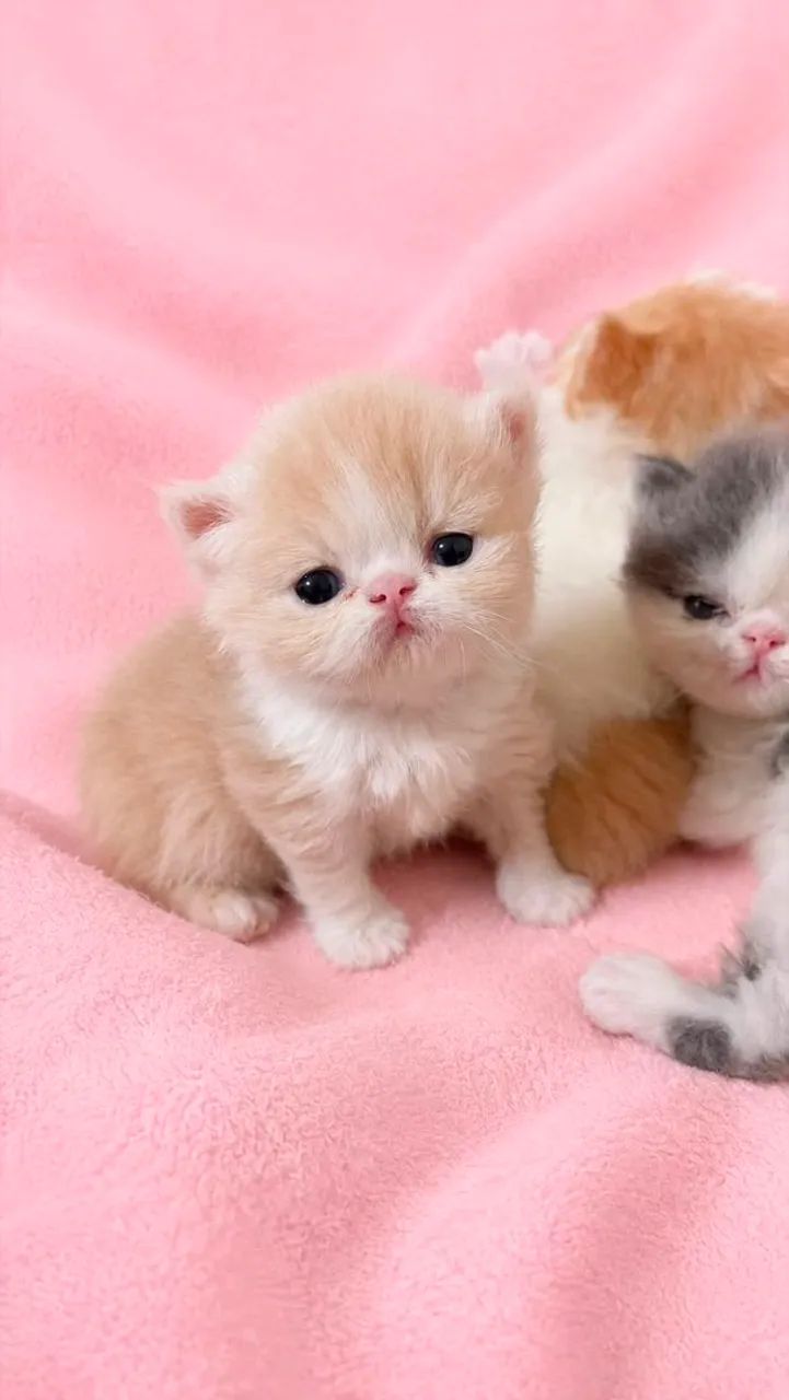 Os mais lindos e espertos gatos persas - Foto 3