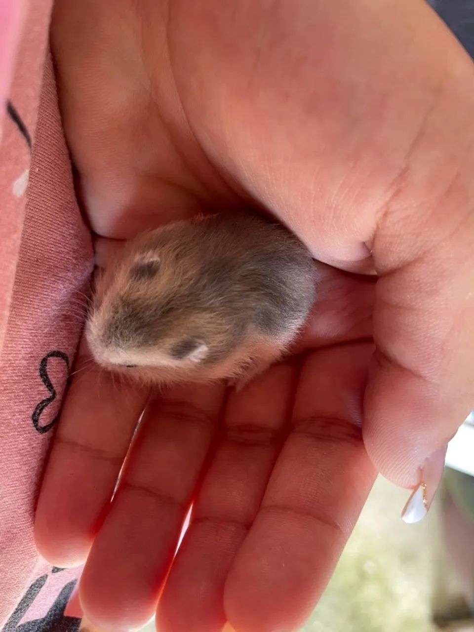 Hamster anão russo  - Foto 2